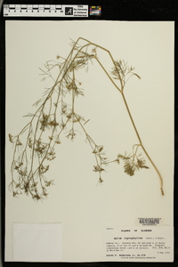 Cyclospermum leptophyllum image