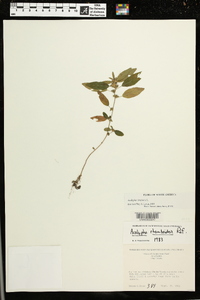 Acalypha virginica image