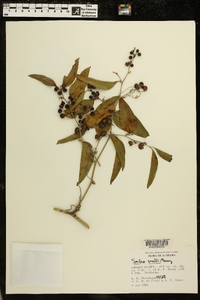 Smilax smallii image