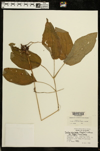 Smilax hugeri image