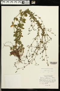 Galium pilosum image