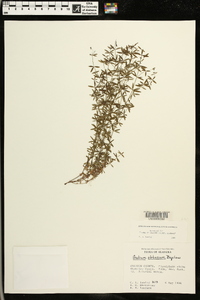 Galium obtusum image