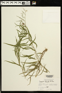 Campanula divaricata image