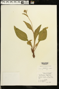 Parthenium integrifolium image