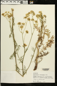 Hymenopappus scabiosaeus image