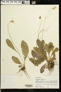 Hieracium venosum image