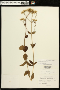 Eupatorium aromaticum image