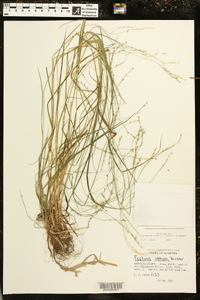 Festuca obtusa image