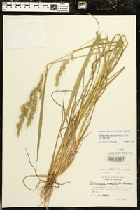 Echinochloa muricata var. muricata image