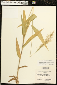 Dichanthelium polyanthes image