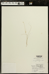 Aristida dichotoma var. dichotoma image