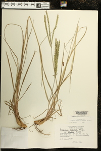 Paspalum notatum image