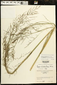 Coleataenia rigidula subsp. rigidula image