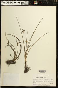 Hypoxis rigida image