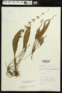 Echinodorus grisebachii image