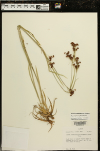 Rhynchospora recognita image