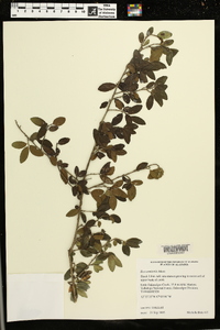 Ilex vomitoria image