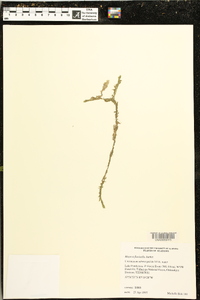 Mayaca fluviatilis image