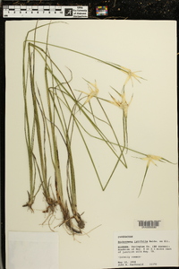 Dichromena latifolia image