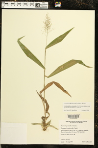 Dichanthelium polyanthes image