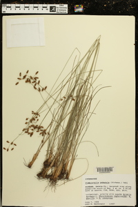 Fimbristylis puberula image