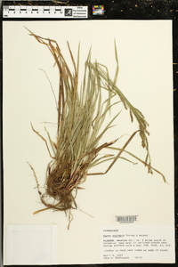 Carex oxylepis image