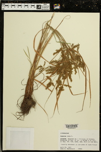 Cyperus iria image