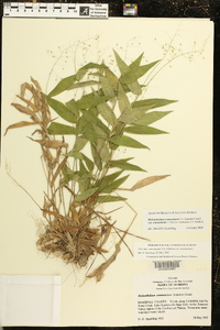Dichanthelium commutatum subsp. commutatum image