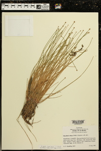 Eleocharis ovata image