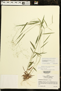 Dichanthelium dichotomum subsp. dichotomum image