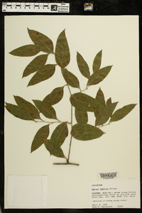 Smilax smallii image