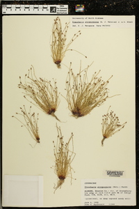 Eleocharis atropurpurea image