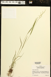 Festuca obtusa image