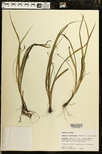 Hypoxis leptocarpa image