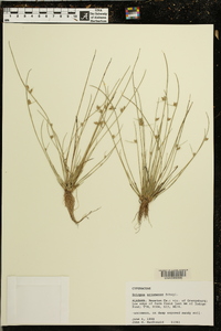 Scirpus erismaniae image