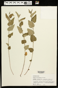 Tragia urticifolia image