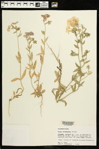 Phlox drummondii image