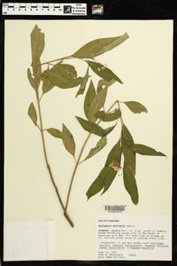 Asclepias perennis image