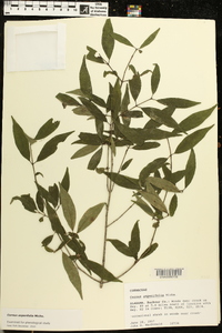 Cornus asperifolia image