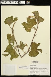 Ipomoea macrorhiza image