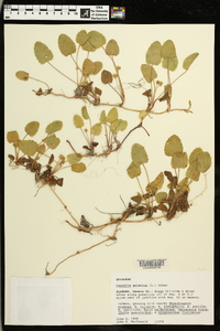 Centella asiatica image