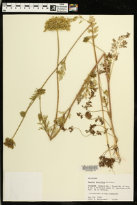 Daucus pusillus image