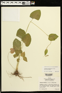 Thaspium trifoliatum image