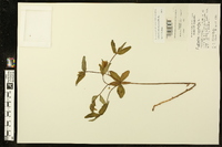 Euphorbia pubentissima image