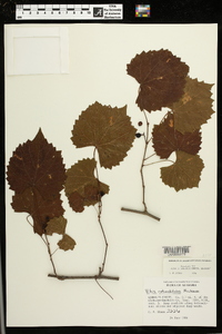 Vitis rotundifolia image