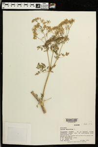 Conium maculatum image