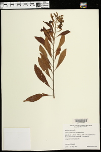 Myrica cerifera image