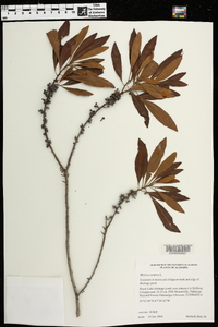 Myrica cerifera image