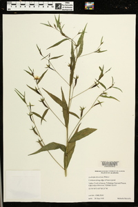 Ludwigia decurrens image