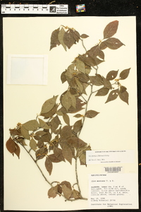 Ilex ambigua image